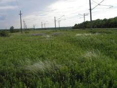 Ковыль