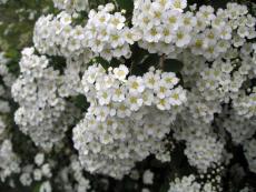 Цветы Спиреи ("Невесты")