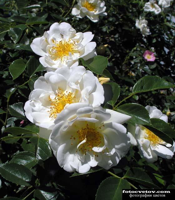 Белая плетистая роза
