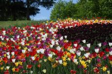 Парад тюльпанов в Ботаническом саду Киева