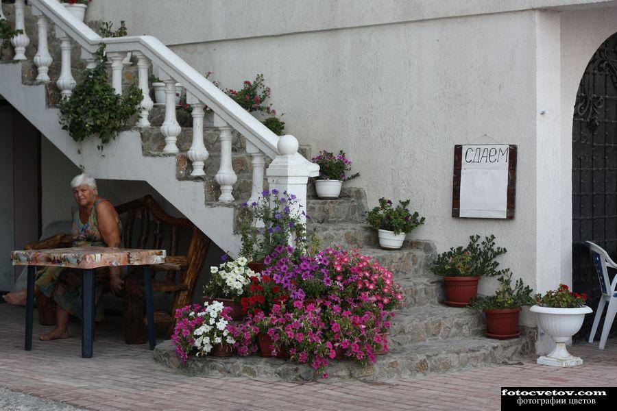 Лестница, украшенная цветами в вазонах